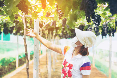 Care vineyards, grapesの写真素材