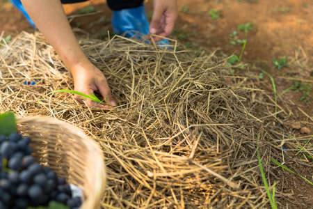 Care vineyards, grapesの写真素材