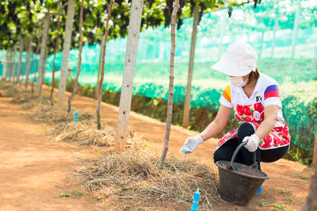 Care vineyards, grapesの写真素材