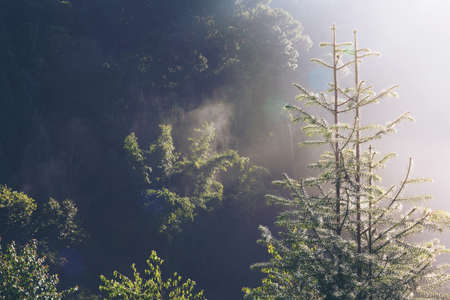 Pine Forestの写真素材