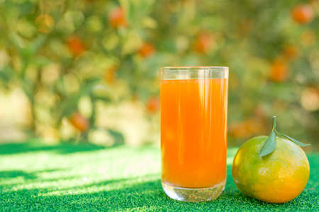 Orange Juiceの写真素材