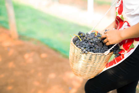 Care vineyards, grapesの写真素材