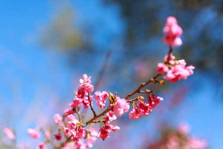 Soft focus Wild Cherry flower Giant tiger flowers in the garden in Thailand (Prunus cerasoides).