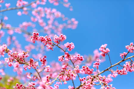 Soft focus Wild Cherry flower Giant tiger flowers in the garden in Thailand (Prunus cerasoides).の写真素材