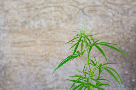 Marijuana Bud on Canopy of Indoor Cannabis Plants with Flat Vintage Styleの写真素材