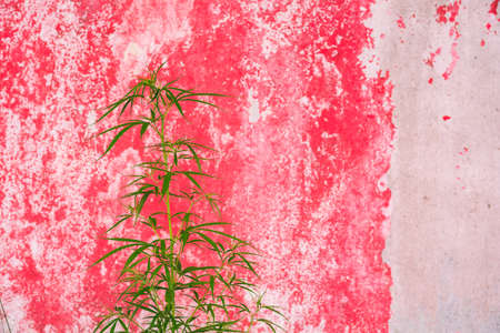 Marijuana Bud on Canopy of Indoor Cannabis Plants with Flat Vintage Styleの写真素材