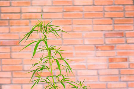 Marijuana Bud on Canopy of Indoor Cannabis Plants with Flat Vintage Styleの写真素材