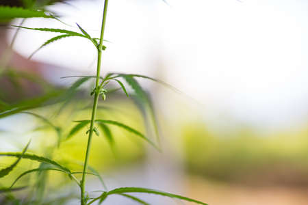 Marijuana Bud on Canopy of Indoor Cannabis Plants with Flat Vintage Styleの写真素材