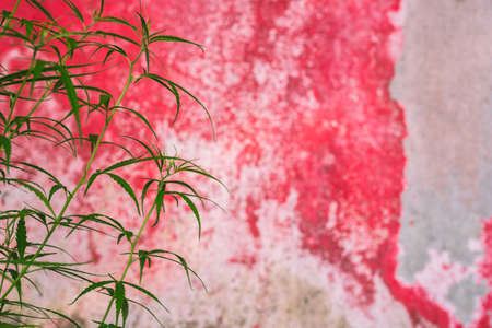 Marijuana Bud on Canopy of Indoor Cannabis Plants with Flat Vintage Styleの写真素材