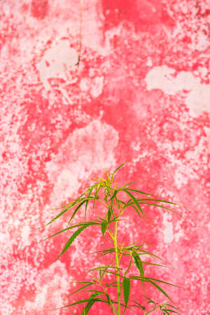 Marijuana Bud on Canopy of Indoor Cannabis Plants with Flat Vintage Styleの写真素材