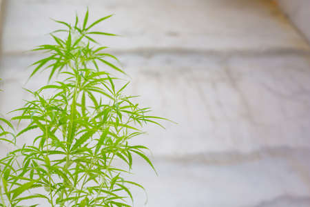 Marijuana Bud on Canopy of Indoor Cannabis Plants with Flat Vintage Styleの写真素材