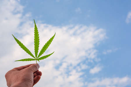 Marijuana Bud on Canopy of Indoor Cannabis Plants with Flat Vintage Styleの写真素材