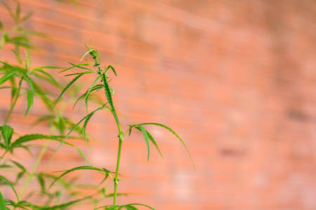 Marijuana Bud on Canopy of Indoor Cannabis Plants with Flat Vintage Styleの写真素材