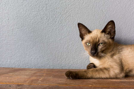 Brown cat lying on a wooden floor.の写真素材