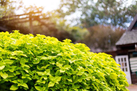 yellow flowers and The morning lightの写真素材