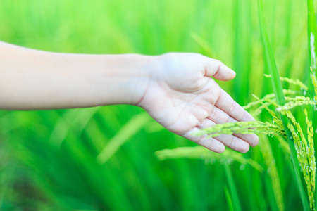 farmer touching of rice or  by hand in a rice farmの写真素材