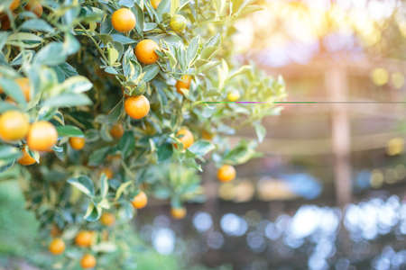 Ripe Yellow and fresh oranges  hanging on branch, orange orchardの写真素材