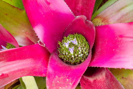 Bromeliad backgroundの写真素材