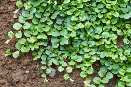 Natural green leaf wall, Texture backgroundの写真素材