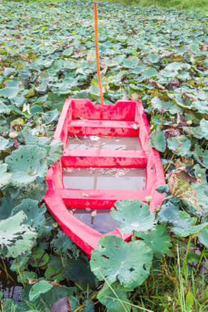Photo of lotus lake with a boatの写真素材