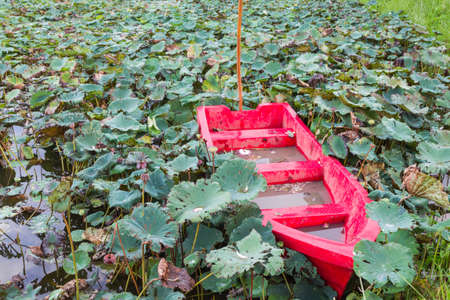 Photo of lotus lake with a boatの写真素材