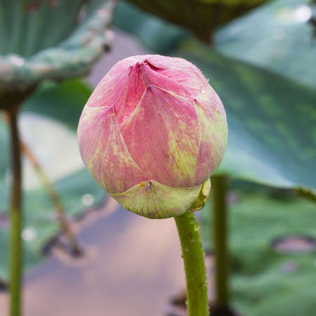 Lotus buds and the grass in the water.の写真素材