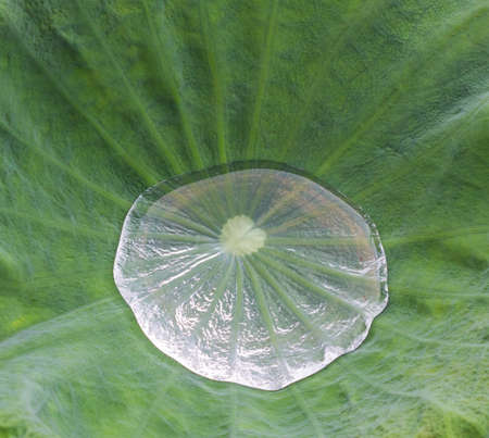Drop water on the Lotus leafの写真素材