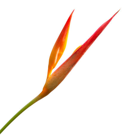 heliconia flower isolated on white backgroundの写真素材