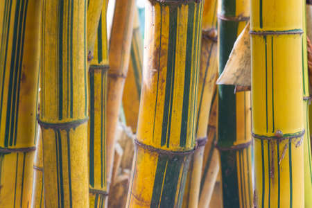 yellow bamboo plant in the parksの写真素材