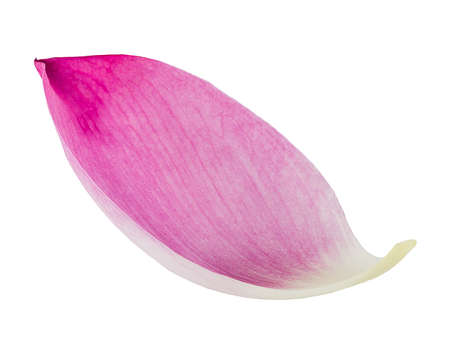 lotus petal isolated on white background.の写真素材