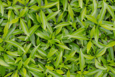 green leafの写真素材