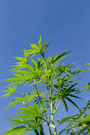 Outdoor Marijuana Plant Sky. An outdoor marijuana plant. Just a couple months old, starting the "budding" process.の写真素材