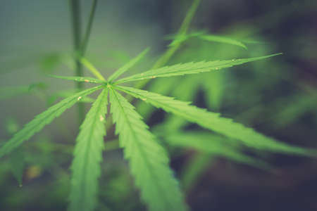 Marijuana (cannabis)の写真素材