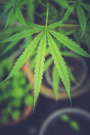 Marijuana (cannabis)の写真素材