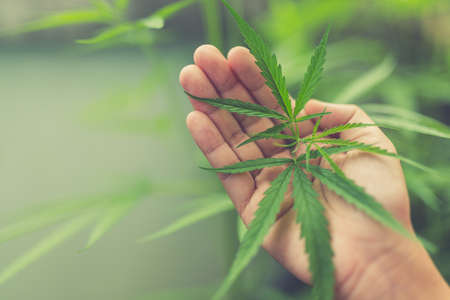 marijuana plant in handの写真素材