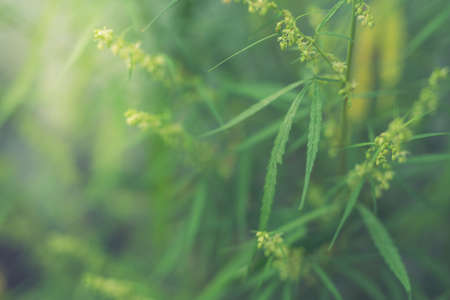 Marijuana (cannabis)の写真素材