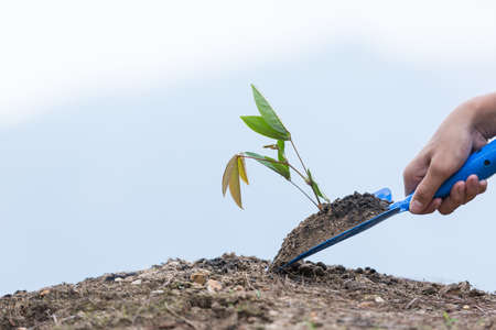 Planting a small plant on a pile of soil. as save world concept.の写真素材