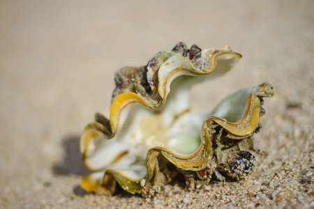 Sea shells
