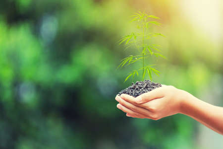 plant a tree.Symbol of spring and ecology conceptの写真素材