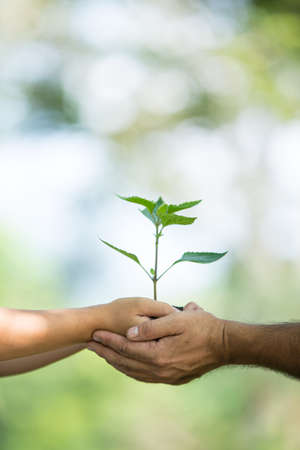 plant a tree.Symbol of spring and ecology concept