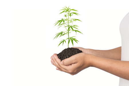 Plant a tree.Symbol of spring and ecology concept , World Environment Day Concept,isolated on white background.の写真素材