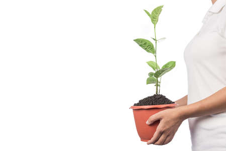 Plant a tree.Symbol of spring and ecology concept , World Environment Day Concept,isolated on white background.の写真素材