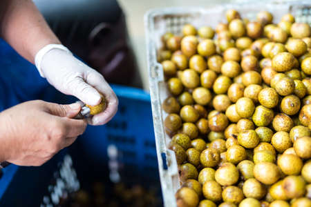 Dried Longan.の写真素材