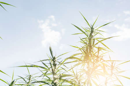 Cannabis High Quality. Marijuana. Hemp. Cannabis,Marijuana Bud on Canopy of Indoor Cannabis Plants with Flat Vintage Style.の写真素材