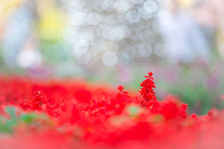 Red Salvia on background for Easter conceptの写真素材