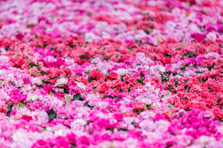 Pink flower background, Valentine's Day Concept.
