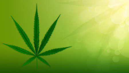 Cannabis green background, Marijuana leaves.の写真素材