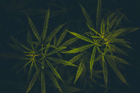 Cannabis background.