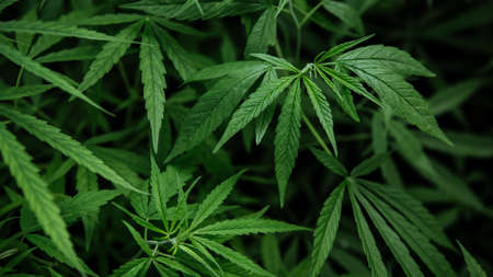 Cannabis background.