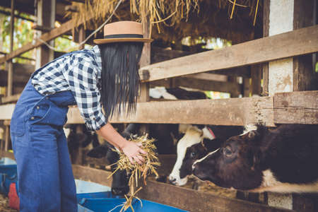 Woman or farmer with and cows in cowshed on dairy farm-Farming, and animal husbandry concept .の写真素材